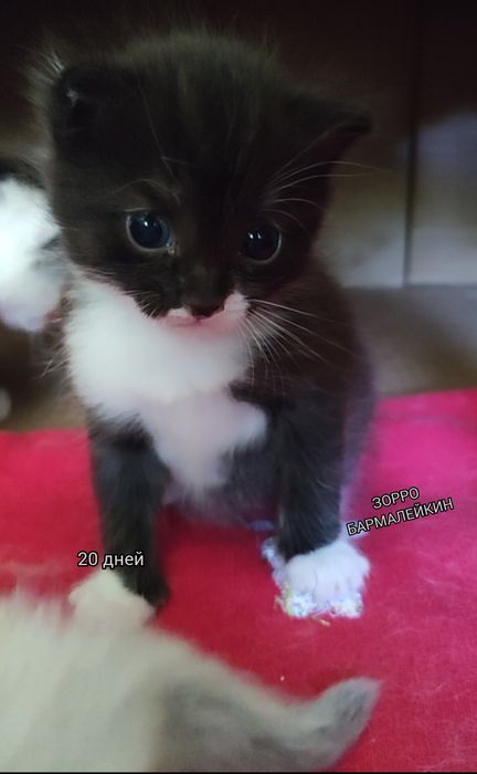 Котята мальчики. За шоколадку