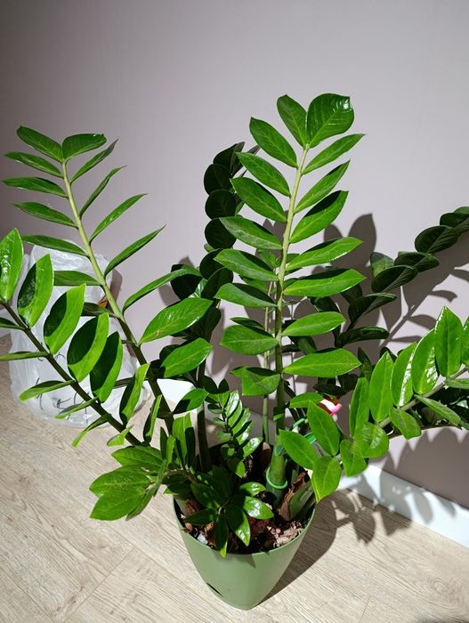 Продам цветок долларовое дерево