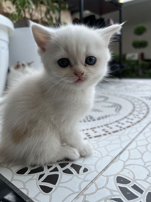 Мушук боллари уй мушуги