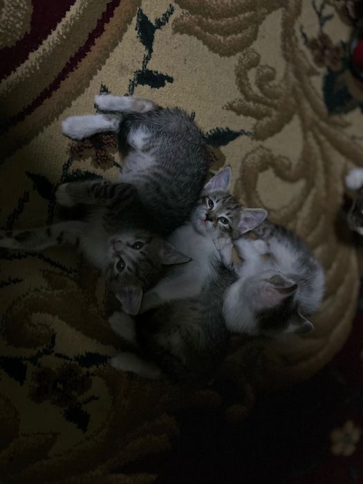 Отдам котят/Mushuklarni beraman