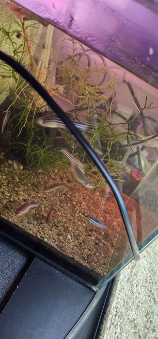 Diferiti pești (scalari, guppy, zebrute molly,sanitari etc)