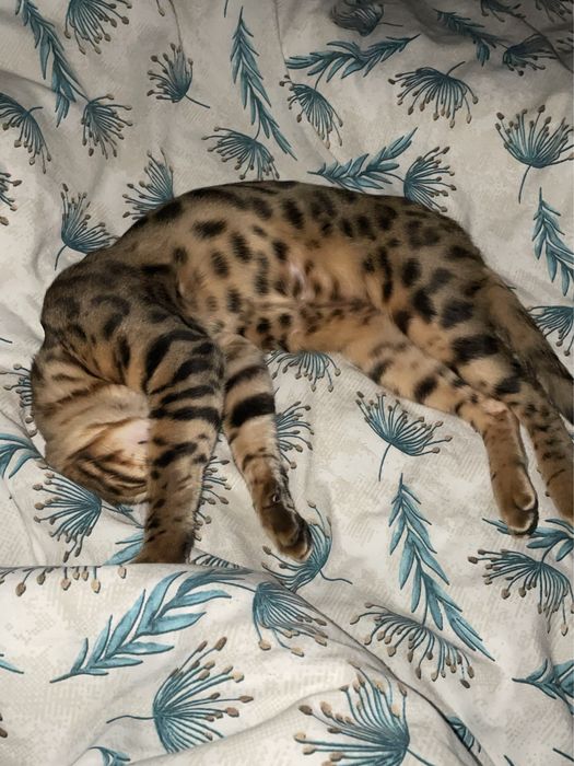 Бенгал 9-10месяц