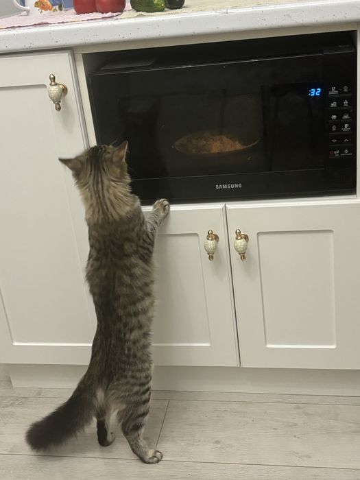 Пропала кошка 24