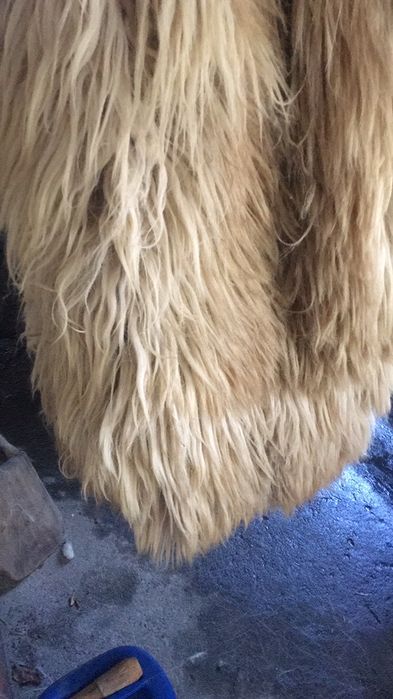 Cojoc cojoace suman bitusa bunda