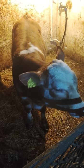 Vind o vacă cu vițel sau separat