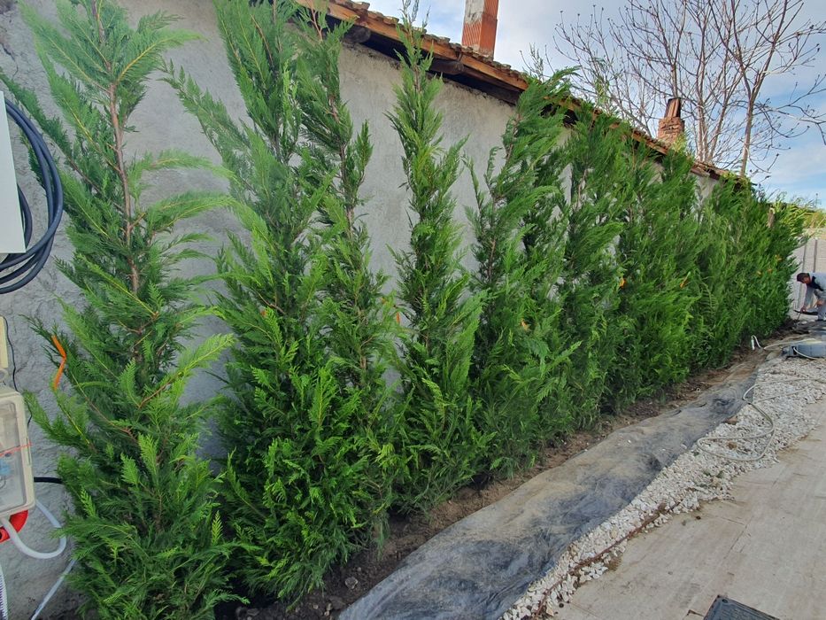 Leylandii 2.3m - 2.5m gard viu verde naturala/ la cel mai mic preț!