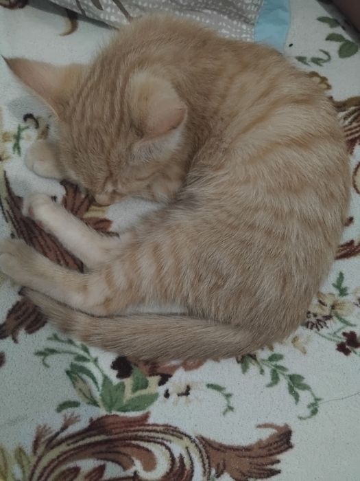 Котенок бесплатно