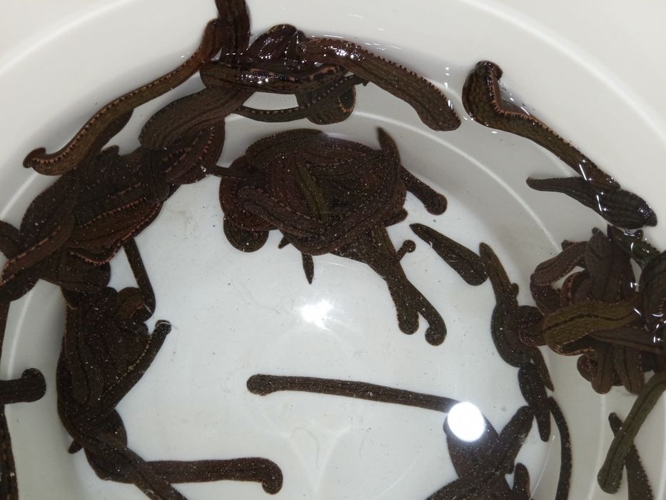 Зулук сотилади пиявки Туркия и Россия