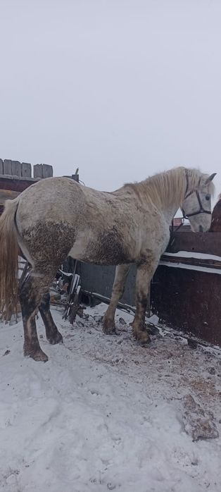 Продам, Айгыр(ЖЕРЕБЦА)