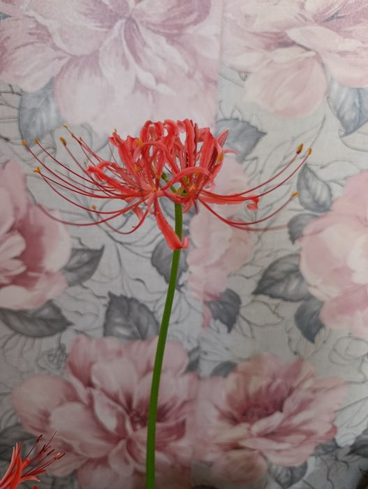 Продам шикарный Ликорис