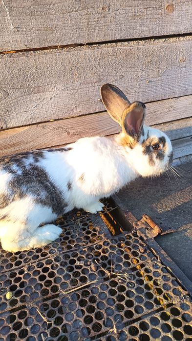 Iepuroi fluture german