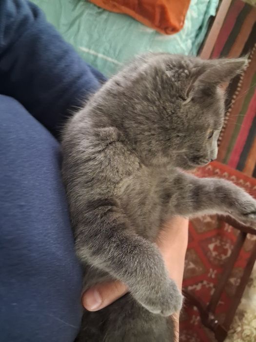 Mushuk sotiladi Juda aqlli