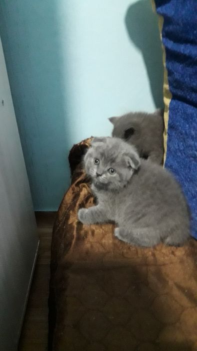 Британцы и .шотландцы