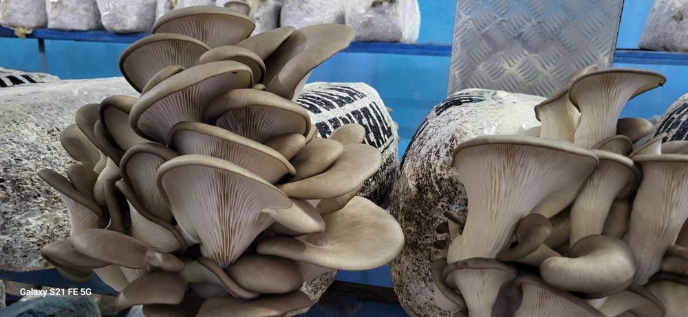 Продам Грибы Вешенки