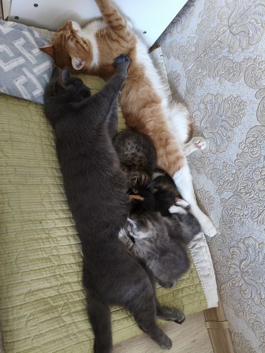 Чиловые котята в добрые руки :)
