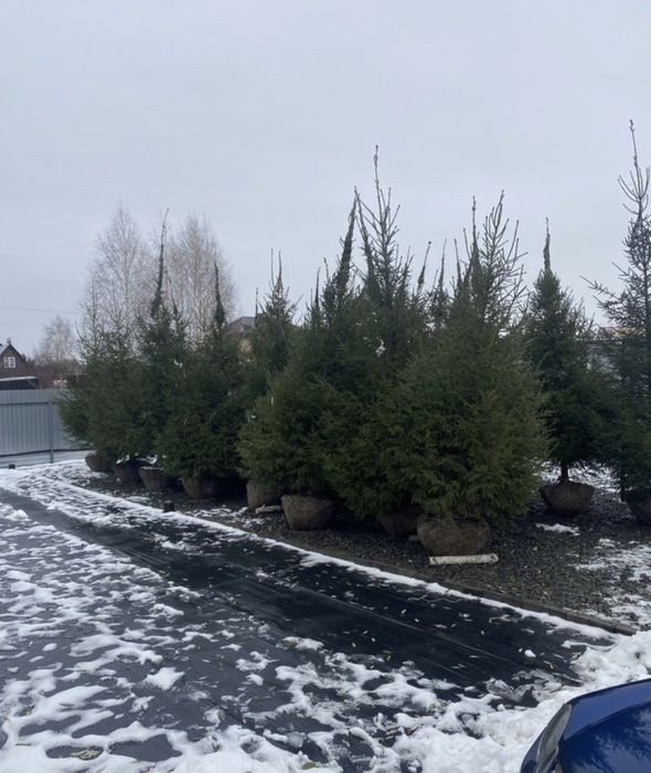 Туи Ели Сосны Можжевельник