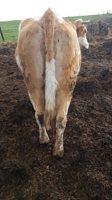 Vaca   cu   vitea
