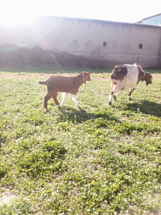 Zotlik Ona bola echki sotiladi