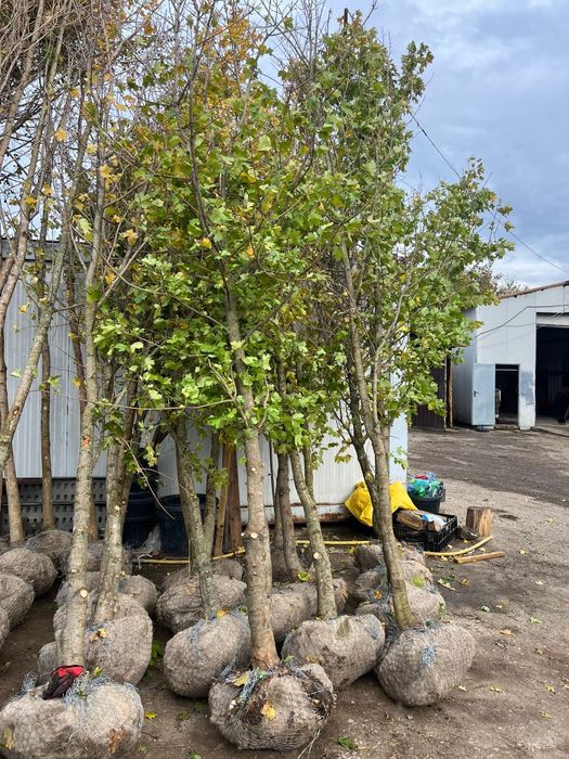 Copaci ornamentali 3-5m oferim transport gratuit