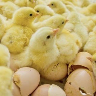 Инкубатор Хизмати