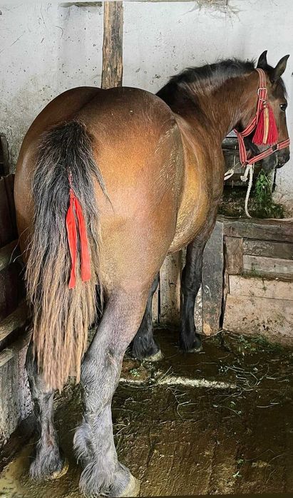 Vând manză de 1,5 luni