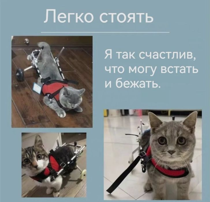 Инвалидная коляска для кошки