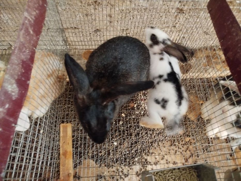 Кролики породисты Куёнлар сотилади