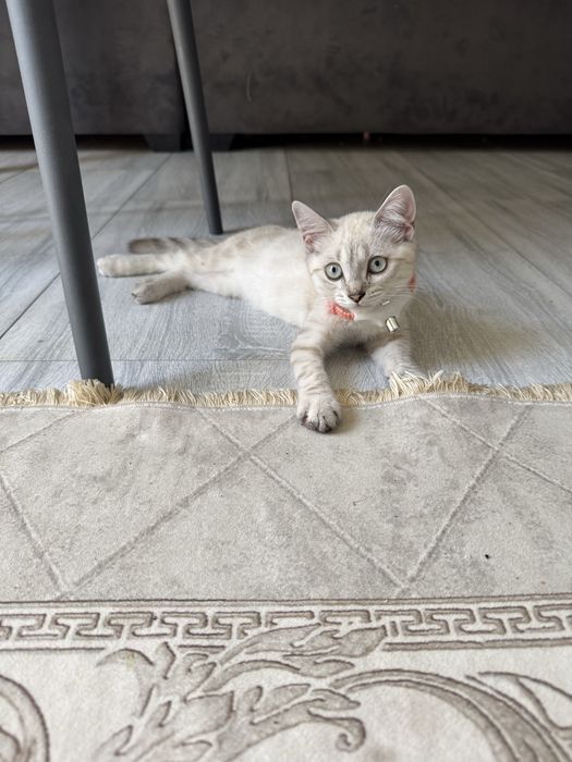 Продается котенок мальчик скотиш страйт, очень красивый и ласковый