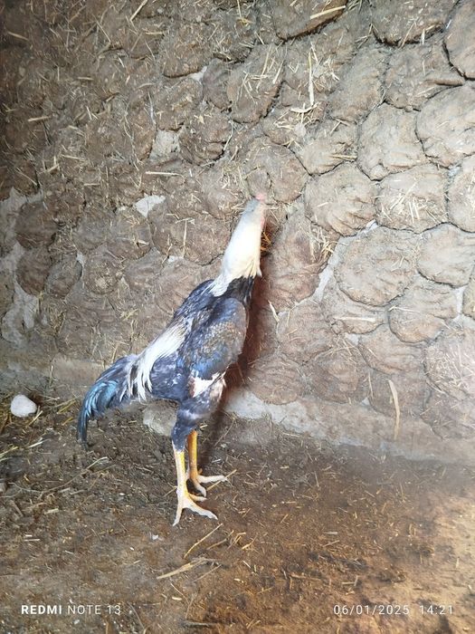 Sotiladi juja xuroz 7 oylik  manzil qashqadaryoda