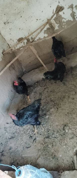 Qora jersi xoʻrozlari sotiladi