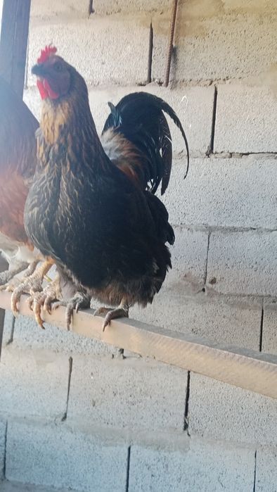 күрік тауыққа жұмыртқа салады