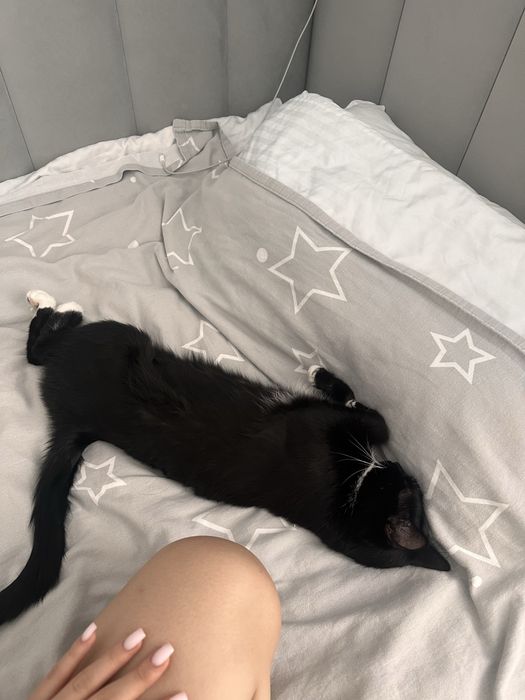 Отдам кошку даром