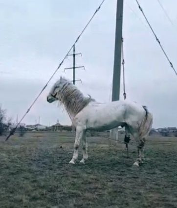 Айғыр сатам немесе бартер қарастырам