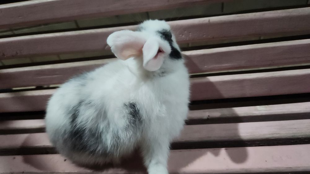 Quyonchalar.srochna sotiladi