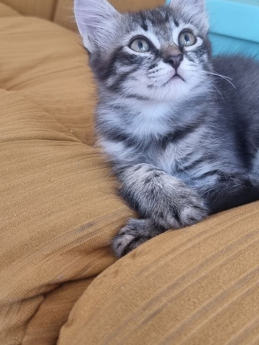Котёнок, девочка