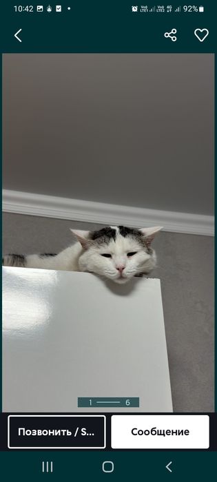 домашние животные