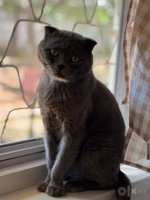 Шотландский вислоухий кот