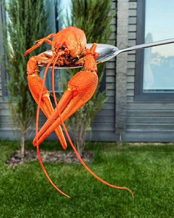 Морские сеты, раки, креветки