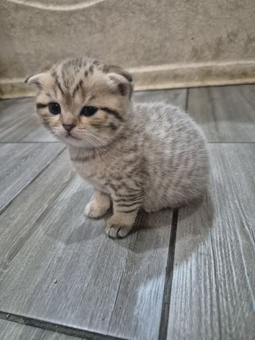 Шотландские котята