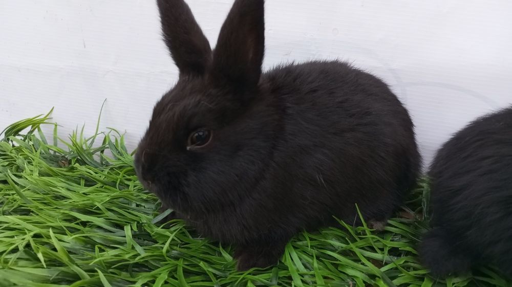 Quyon bolari sotiladi.