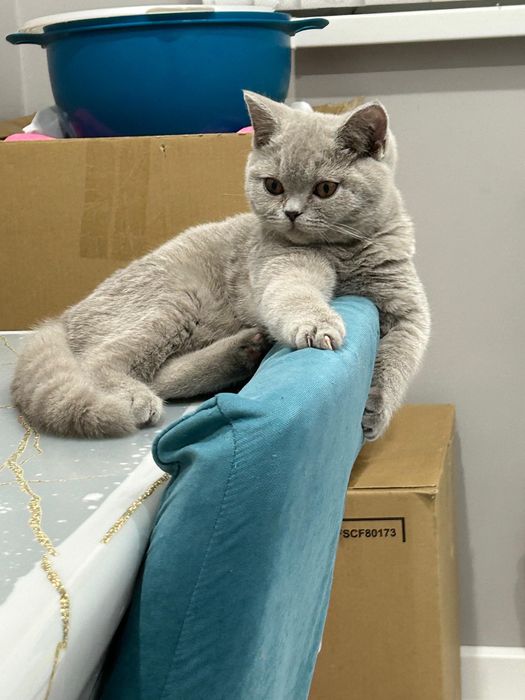 Отдам британских кошечек в добрые руки