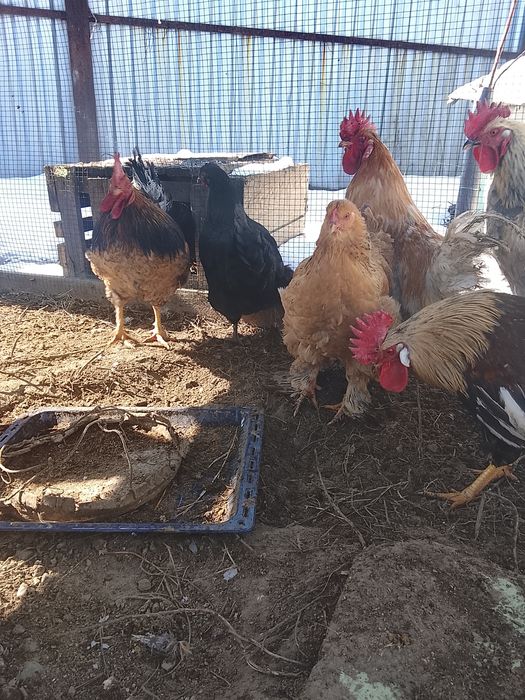 Продам куры домашние