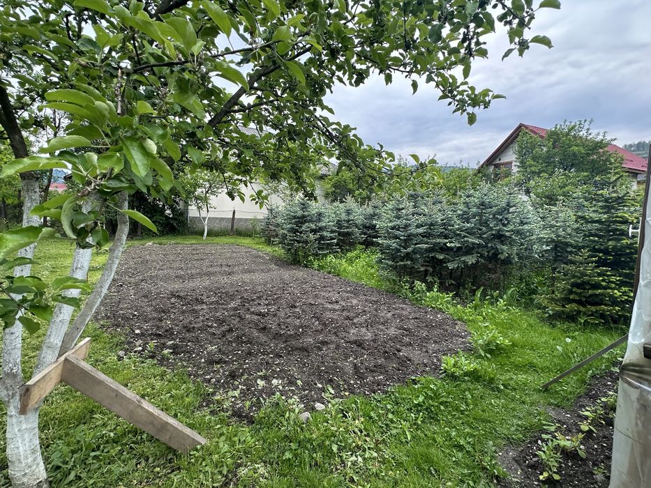 Brazi Argintii de vânzare