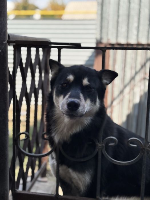 Отдам собаку Маламут