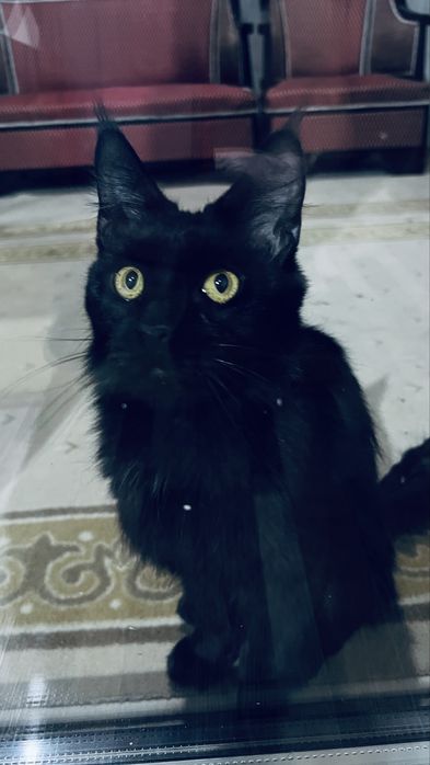 Мейн кун девушка 6 мес