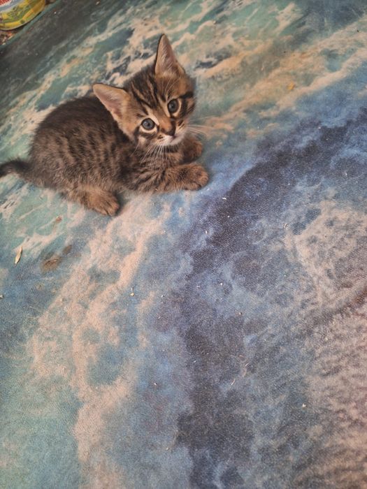 Котята в добрые оуки