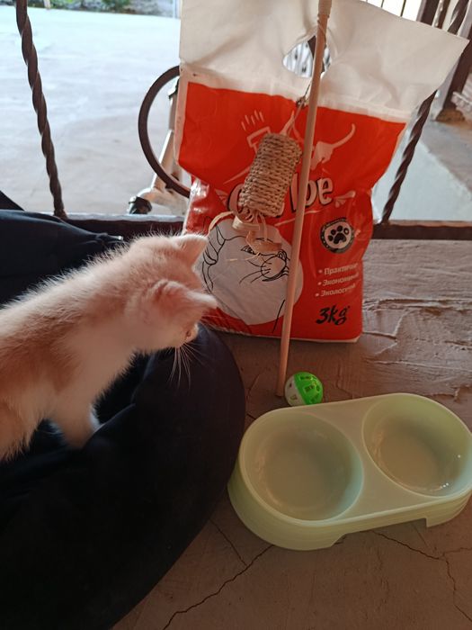 Отдадим котёнка бесплатно с вешами