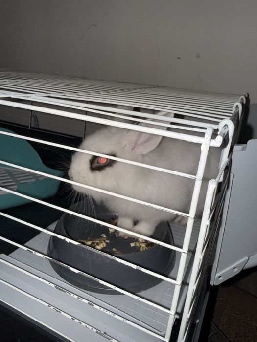 белый кролик, в полной комплектации