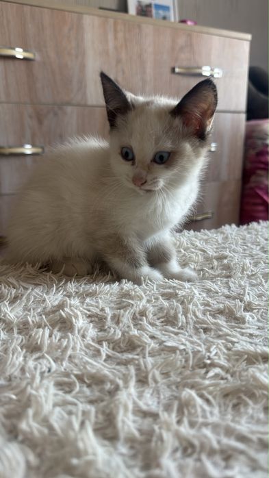 Отдам котят в хорошие руки