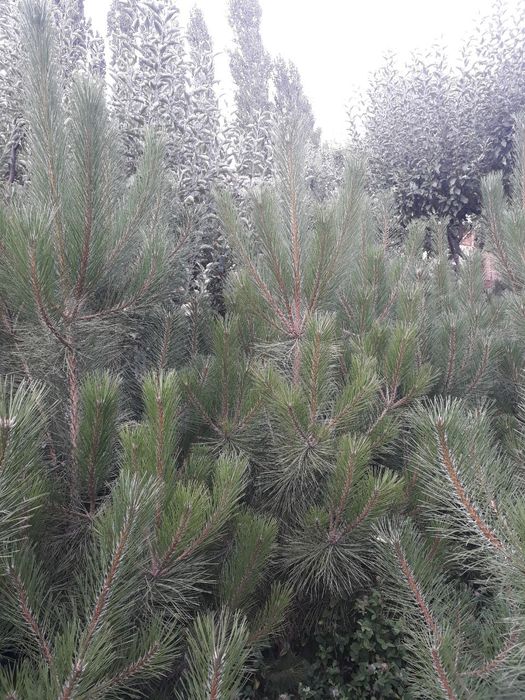 Крымская сосна сотилади 4-5йили  стволи бакуват зур шохлангап.